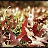 Autumn Leaves