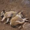 Sleepy Puppies