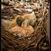 Baby Pigeon Chicks